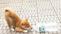 Shiba Inu cilik ini terlihat seru sekali main botol air mineral. Sama seperti kucing, Shiba Inu juga sangat gemas kalau melihat sesuatu di jalan yang aneh dan menarik perhatiannya. Foto: Instagram@shiba.tastic