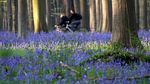 Indahnya Fenomena Hutan Biru di Belgia