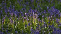 Ya, bunga bluebells liar yang tumbuh membuat pemandangan tersendiri menjadi lebih indah. REUTERS/Yves Herman.