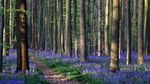 Indahnya Fenomena Hutan Biru di Belgia