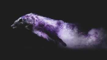 Nah, dia menerapkannya pada anjing sebagai modelnya. Foto: Instagram @jessbellphotography via Brainberries