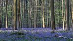 Indahnya Fenomena Hutan Biru di Belgia