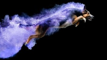 Semoga saja ada lebih banyak foto-foto powder photography yang dibuatnya. Foto: Instagram @jessbellphotography via Brainberries