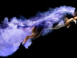 Cantiknya Powder Photography pada Anjing