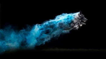 Jess Bell menyuguhkan foto-foto apik yang menampilkan keindahan anjing-anjing tersebut. Foto: Instagram @jessbellphotography via Brainberries