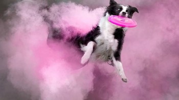 Powder photography adalah teknik efek khusus fotografi menggunakan zat bubuk pada model dan memotretnya dengan kecepatan tinggi. Foto: Instagram @jessbellphotography via Brainberries