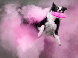Cantiknya Powder Photography pada Anjing