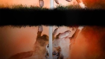 Namun selain foto-foto hewan, Jess Bell juga memotret objek lain. Foto: Instagram @jessbellphotography via Brainberries