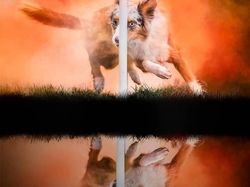 Cantiknya Powder Photography pada Anjing