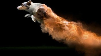 Jika dilihat pada galeri Instagramnya, hewan anjing memang yang terbanyak. Foto: Instagram @jessbellphotography via Brainberries