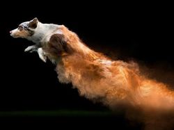 Cantiknya Powder Photography pada Anjing