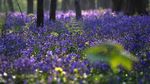 Indahnya Fenomena Hutan Biru di Belgia