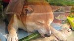 Bikin Gemas! Shiba Inu yang Berfoto Hingga Jualan Makanan