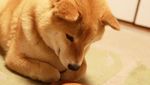 Bikin Gemas! Shiba Inu yang Berfoto Hingga Jualan Makanan