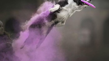 Sebagian besar karya Jess Bell memang mengabadikan hewan. Foto: Instagram @jessbellphotography via Brainberries