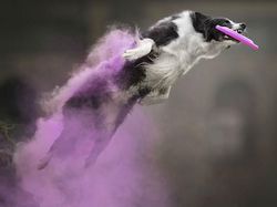 Cantiknya Powder Photography pada Anjing