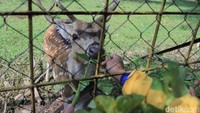 Rusa-rusa ini diberi makan kangkung, terkadang wortel. Dengan lahap, rusa ini memakannya. (Wisma Putra/detikcom)