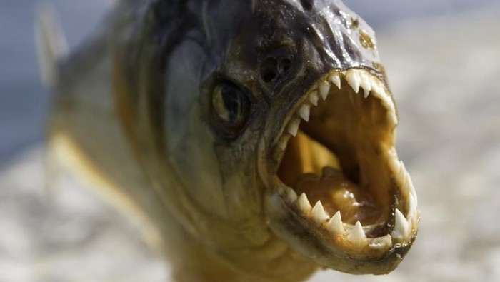 Ilustrasi Ikan Piranha
