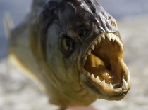 Ngeri Sedap! 5 Menu Makanan Enak Ini Menggunakan Ikan Piranha