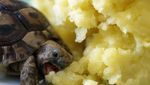 Ekspresi Menggemaskan Saat Hamster hingga Burung Jadi Foodies