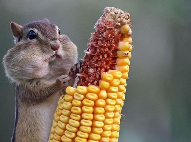 Ekspresi Menggemaskan Saat Hamster hingga Burung Jadi Foodies