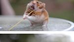 Ekspresi Menggemaskan Saat Hamster hingga Burung Jadi Foodies