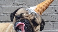 Kalau anjing imut ini, terlihat sedang asyik berpesta dengan aneka es krim. Cone es krim pun ia jadikan sebagai topi pestanya, lengkap dengan ekspresi seriusnya saat menghabisi es krim di depan wajahnya. Foto: Istimewa