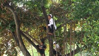 Ada pula para pendukung yang memanjat pohon demi bisa melihat Prabowo Subianto.