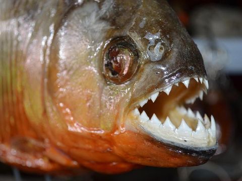 12 Fakta tentang Ikan  Piranha  Benarkah Bisa Makan  Manusia  