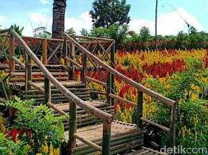 Cerita dari Banyuwangi, Dulu Tanah Tandus Kini Indah Berwarna-warni