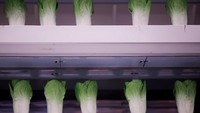 Sebuah green house yang dapat difungsikan untuk menanam tumbuhan yang nantinya dapat dikonsumsi (Thomas Peter/Reuters)  