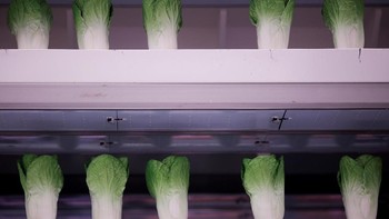 Sayuran palsu yang berada di laboratorium tiruan. Foto: Reuters