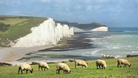 Beachy Head menjulang setinggi 162 meter dan membentang sampai 1 kilometer lebih. (iStock)