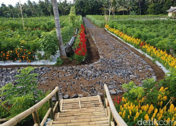 Salah satu keunikan dari agro expo tahun ini adalah lahan yang dipakai tersebut dulunya merupakan lahan pertanian yang sudah disklimaks alias tidak produktif lagi. Namun dengan diolah secara tepat dalam waktu tiga bulan lahan bisa kembali subur dan menjadi media subur bagi tumbuhnya aneka tanaman. (Ardian Fanani/detikcom) Salah satu keunikan dari agro expo tahun ini adalah lahan yang dipakai tersebut dulunya merupakan lahan pertanian yang sudah disklimaks alias tidak produktif lagi. Namun dengan diolah secara tepat dalam waktu tiga bulan lahan bisa kembali subur dan menjadi media subur bagi tumbuhnya aneka tanaman. (Ardian Fanani/detikcom)