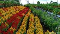 Perlu kamu ketahui, lokasi ini bakal menjadi lokasi baru Banyuwangi Agroexpo yang bakal digelar pada 25 April hingga 1 Mei 2019. Salah satu agenda Banyuwangi Festival yang menampilkan kekayaan pertanian lokal. (Ardian Fanani/detikcom)