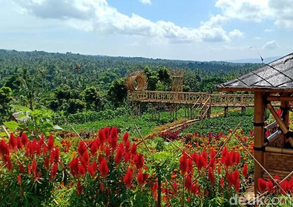 Tak hanya itu, tanaman mulai bunga hingga buah ditata secantik mungkin, hingga bisa menjadi objek yang instagramable. (Ardian Fanani/detikcom) Tak hanya itu, tanaman mulai bunga hingga buah ditata secantik mungkin, hingga bisa menjadi objek yang instagramable. (Ardian Fanani/detikcom)