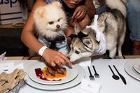 Restoran Ini Tawarkan Menu Khusus Untuk Anjing Termasuk Menu Dietnya