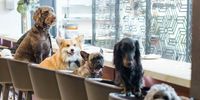 Restoran Ini Tawarkan Menu Khusus Untuk Anjing Termasuk Menu Dietnya