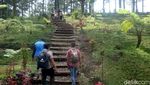 Foto: Hutan Pinus Instagramable di Banyumas