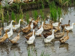 Pertanian Ramah Lingkungan di Jepang Pakai Bebek Sebagai Pembasmi Hama!