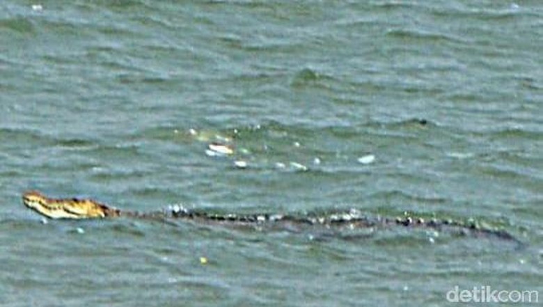 Buaya Hilir Mudik Di Teluk Pangandaran Gegerkan Warga