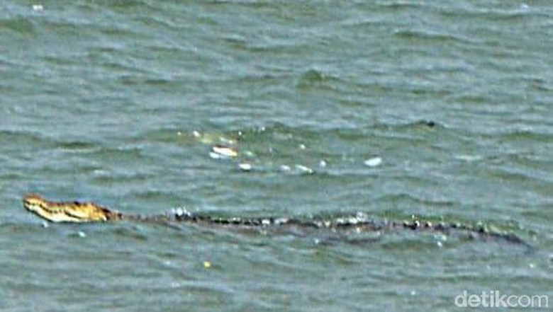 Buaya Hilir Mudik di Teluk Pangandaran Gegerkan Warga Buaya Hilir Mudik di Teluk Pangandaran Gegerkan Warga