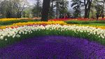 Foto: Cantiknya Ayu Tingting di Taman Bunga Tulip Turki