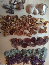 Kisah Pasangan yang Buat Hidangan Enak dari Hasil Berburu Tumbuhan di Alam Bebas