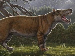 Fosil Singa Raksasa Ditemukan di Laci Sebuah Museum di Kenya