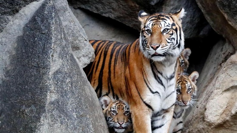 Harimau Tewaskan Pekerja HTI di Riau Tak Dievakuasi, BBKSDA: Itu Habitatnya Harimau Tewaskan Pekerja HTI di Riau Tak Dievakuasi, BBKSDA: Itu Habitatnya