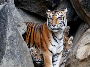 Sepanjang 2019, Harimau-Babi-Beruang-Gajah Serang Manusia di Sumsel