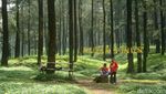Foto: Main Trampolin Seru di Tengah Sejuknya Hutan Pinus