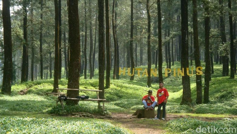 Hutan Pinus Limpakuwus di Banyumas