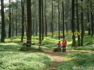 Sejuknya Camping di Hutan Pinus Limpakuwus Banyumas dan Daftar Tarifnya